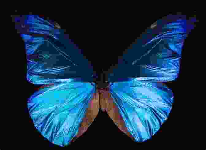 A Blue Morpho Butterfly With A Beautiful Iridescent Blue Colour All The Butterflies In The World (John And Tess 2)