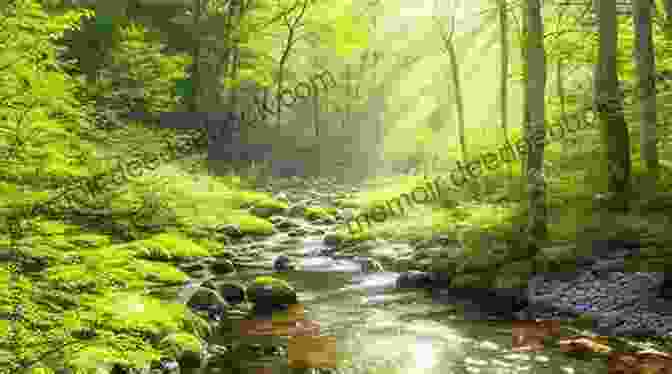 A Breathtaking Forest Scene Featuring Towering Trees, Sunlight Filtering Through The Canopy, And A Babbling Brook Forest And Sea (Photo Book 31)