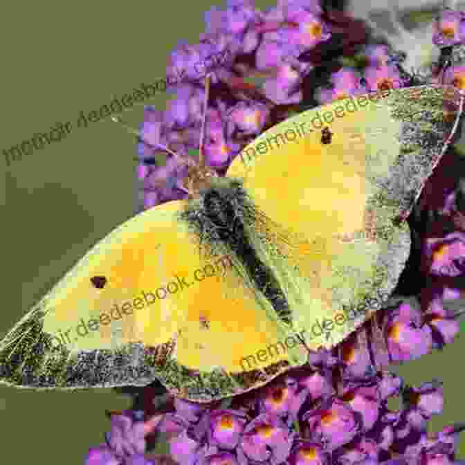 A Clouded Sulphur Butterfly With A Yellow Wingspan With A Black Border On Its Wings All The Butterflies In The World (John And Tess 2)