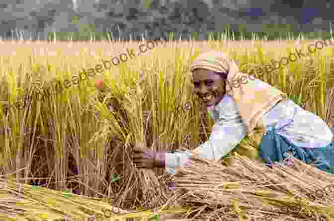 A Farmer Harvesting Crops A Year On The Farm