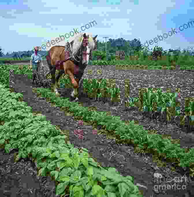 A Farmer Plowing A Field A Year On The Farm