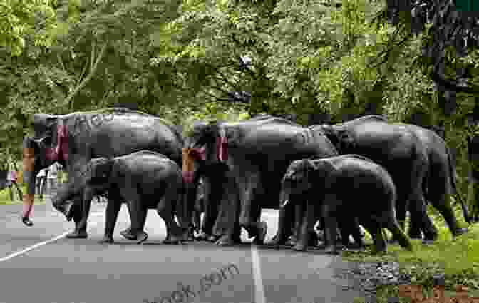 A Herd Of Elephants Crossing The Savanna South Africa In Images: 200 Images Describe South Africa