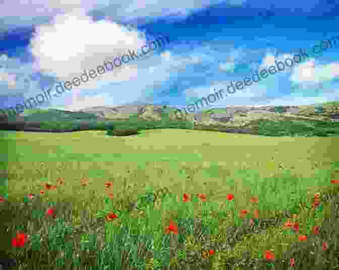 A Lush Green Meadow With Wildflowers Blooming And A Clear Blue Sky Overhead Summer: A Novel (Seasonal Quartet)