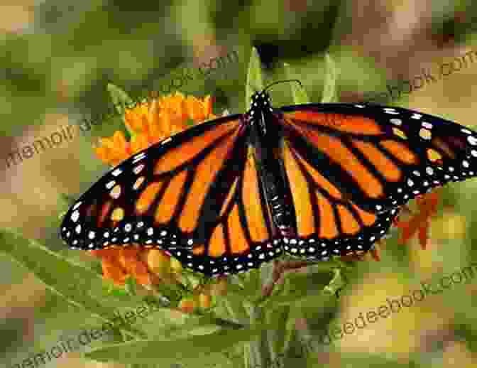 A Monarch Butterfly With A Bright Orange And Black Pattern On Its Wings All The Butterflies In The World (John And Tess 2)