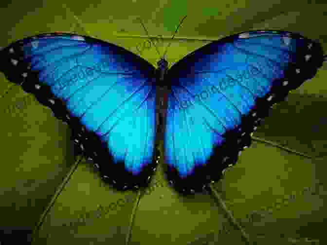 A Morpho Butterfly With Bright Blue Wings All The Butterflies In The World (John And Tess 2)