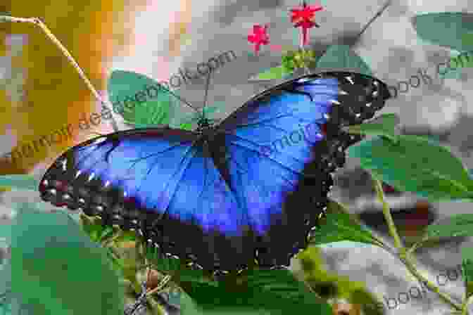 A Mountain Blue Butterfly With A Bright Blue Colour On Its Wings All The Butterflies In The World (John And Tess 2)