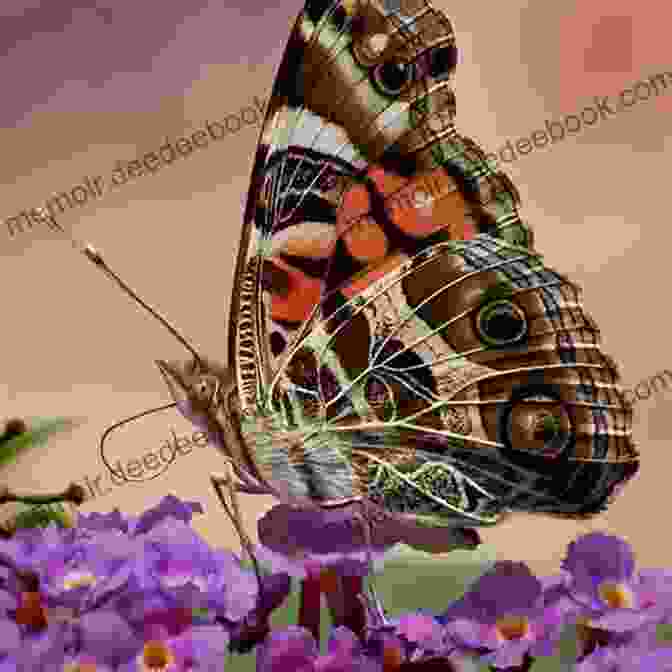 A Painted Lady Butterfly With A Beautiful Mix Of Colours On Its Wings All The Butterflies In The World (John And Tess 2)