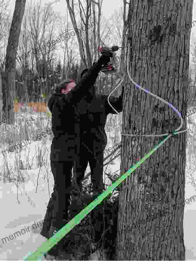 A Person Taps A Maple Tree With A Drill Curious George Makes Maple Syrup (cgtv)