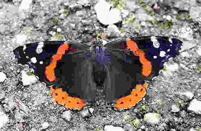 A Red Admiral Butterfly With A Beautiful Red And Black Pattern On Its Wings All The Butterflies In The World (John And Tess 2)