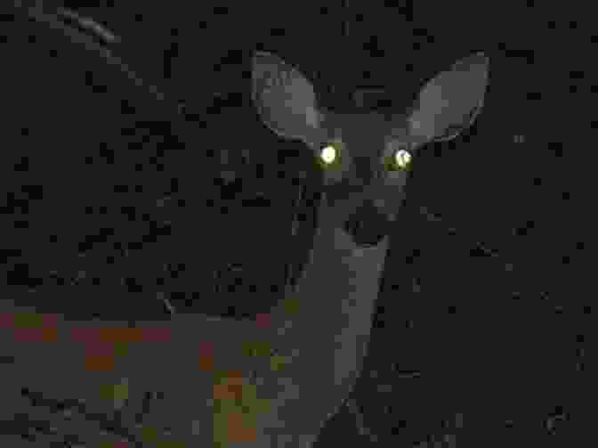 A Solitary White Deer Standing In A Moonlit Forest, Its Eyes Holding A Secret Blue Moon (A Howard Moon Deer Mystery 6)