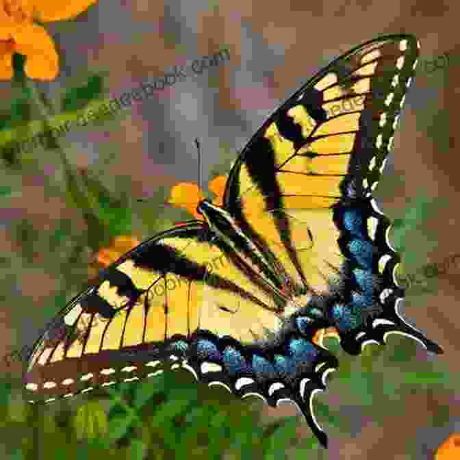 A Swallowtail Butterfly With A Long, Forked Tail On Its Wings All The Butterflies In The World (John And Tess 2)