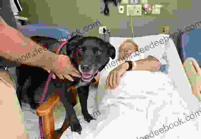 A Therapy Dog Comforting A Patient In A Hospital Bed The New Work Of Dogs: Tending To Life Love And Family