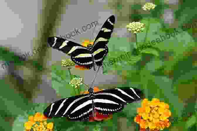 A Zebra Longwing Butterfly With Long, Narrow Wings With A Black And White Pattern All The Butterflies In The World (John And Tess 2)