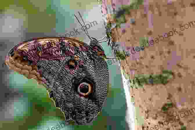 An Owl Butterfly With Big Eyespots On Its Wings All The Butterflies In The World (John And Tess 2)