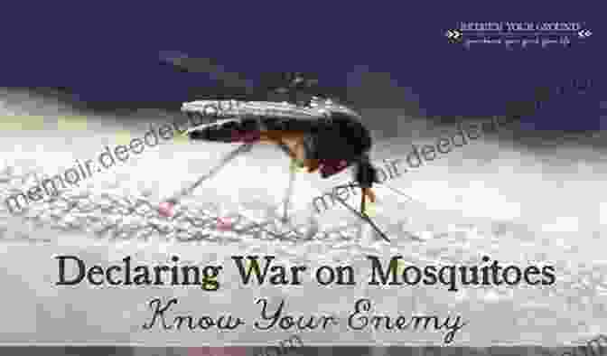 Mosquito Hornet Strafing Enemy Ground Forces The De Havilland Mosquito Hornet