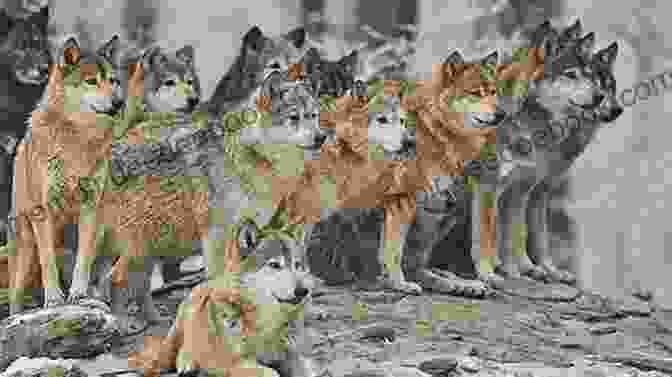 Sue Wentz, A Naturalist, Standing Among A Pack Of Wolves In The Wilderness. Servant To The Wolf Sue Wentz