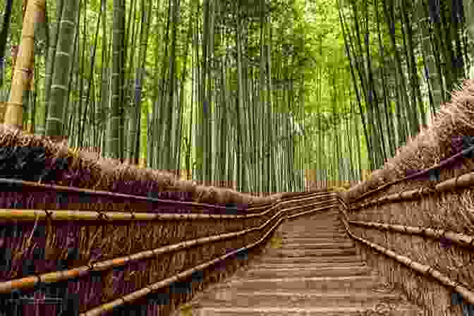 The Serene Arashiyama Bamboo Grove, A Tranquil Oasis On The Outskirts Of Kyoto KYOTO Beautiful Photo Album William Jiang