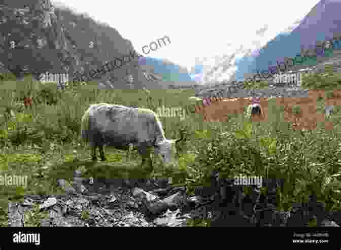 Yaks Grazing In The Alpine Meadows Of The Langtang Valley, Nepal Thirty Days In Nepal: Annapurna Helambu Gosinkund And Langtang Trails